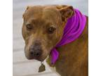 Adopt Bambi (aka) Bailey a Terrier