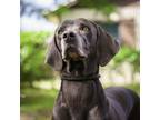 Adopt Clover 2257 a Weimaraner