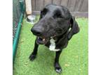 Adopt Lulu a German Shorthaired Pointer, Weimaraner