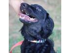 Adopt Annie 20639 a Curly-Coated Retriever, Flat-Coated Retriever