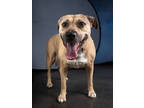 Adopt LITTLE ONE a German Shepherd Dog, Mixed Breed