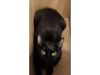 Adopt Beatrice a Bombay, Domestic Short Hair