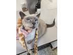 Adopt Mocha a Siamese