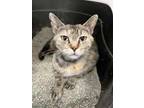 Adopt Joan a Domestic Short Hair, Torbie