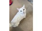 Adopt Sissy a Domestic Short Hair