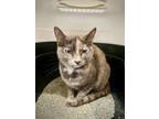 Adopt Philly a Dilute Calico