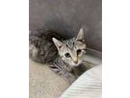Adopt Harrissa a Domestic Short Hair