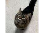 Adopt Krunchy a Domestic Long Hair