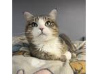 Adopt Faith a Domestic Short Hair