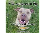 Adopt Goldie a Pit Bull Terrier