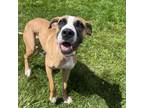Adopt London a Boxer, Mixed Breed