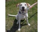 Adopt Harley a Australian Shepherd