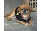 Adopt Sprinkles B a Pekingese, Poodle