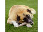 Adopt Trixie a German Shepherd Dog