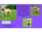 Adopt Georgia a Pit Bull Terrier