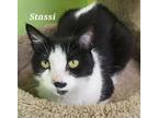 Adopt Stassi a Domestic Short Hair