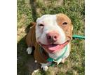 Adopt Lola a Pit Bull Terrier, Mixed Breed