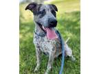 Adopt Meeko a Australian Cattle Dog / Blue Heeler