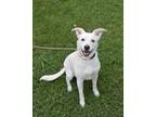 Adopt Betty White a German Shepherd Dog