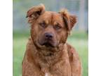 Adopt Bear a Golden Retriever, Pit Bull Terrier
