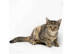 Adopt Harper a Domestic Short Hair
