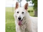 Adopt Lacy a White German Shepherd