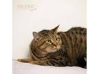 Adopt Baby a Domestic Short Hair