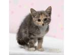 Adopt Blanch a Domestic Short Hair