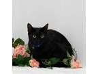 Adopt Iris a Domestic Short Hair