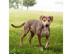 Adopt China a Labrador Retriever, Beagle