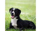 Adopt Hoppy a Terrier, Labrador Retriever