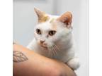 Adopt Kitty Kat a Domestic Short Hair