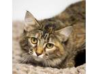 Adopt Lori a Domestic Medium Hair, Domestic Short Hair