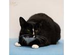 Adopt Mittens a Domestic Short Hair