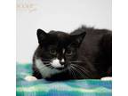 Adopt Nina a Domestic Short Hair