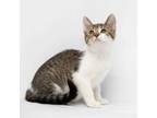 Adopt Puff a Domestic Short Hair