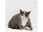 Adopt Lilly a Domestic Short Hair