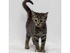 Adopt Dana a Domestic Short Hair