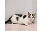 Adopt Oreo a Domestic Short Hair