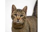 Adopt Baby Girl a Domestic Short Hair