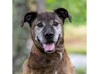 Adopt Binky a Shepherd, Pit Bull Terrier