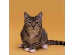 Adopt Lacey a Domestic Short Hair