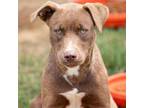 Adopt Sasha a Labrador Retriever