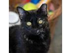 Adopt Jamie a Domestic Short Hair
