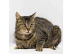 Adopt Gracie a Domestic Short Hair