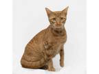 Adopt Citrus a Domestic Short Hair