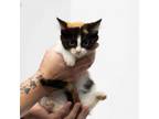 Adopt Prada a Domestic Short Hair