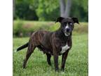 Adopt Kahlua a Pit Bull Terrier