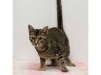 Adopt Lil Ma a Domestic Short Hair