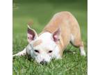 Adopt Jane a Bull Terrier, Terrier